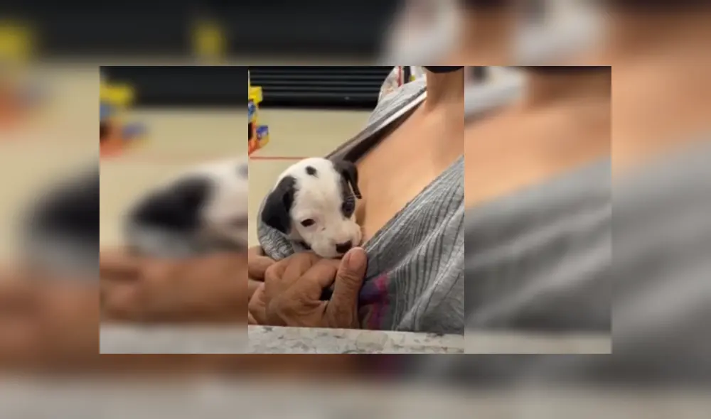 Desliza las imágenes para ver más detalles de esta conmovedora escena que es viral en YouTube.