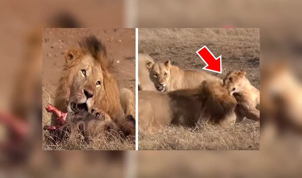 YouTube viral: León ‘macho alfa’ destruye columna de aprendiz que intentó quitarse su presa [VIDEO] 