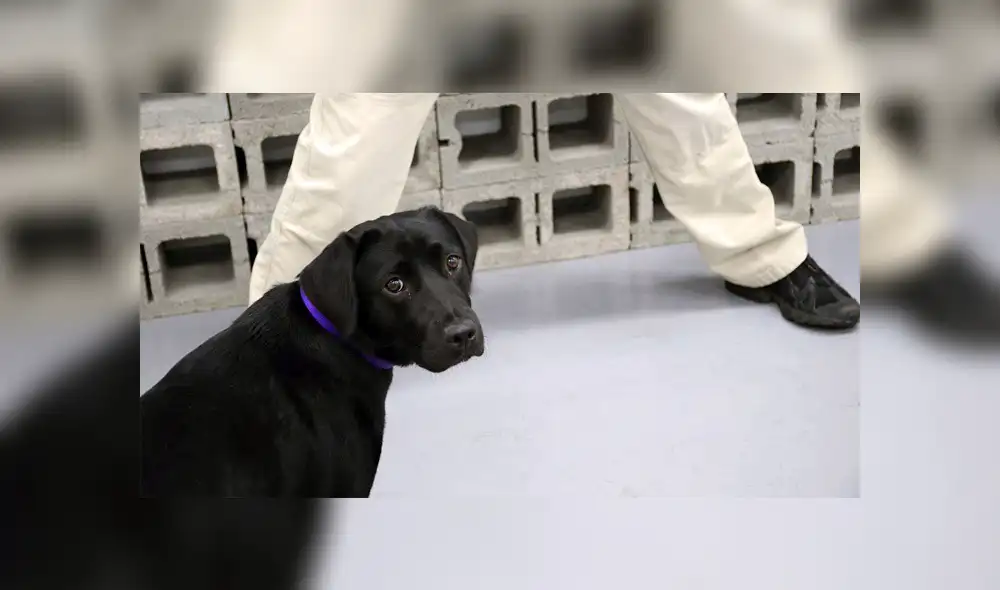 Twitter: CIA ‘despide’ a perro que prefería jugar con niños a detectar explosivos [FOTOS] 