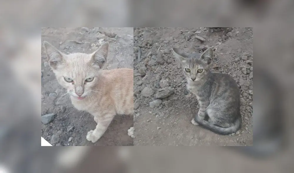 Foto: Composición Foto: Composición