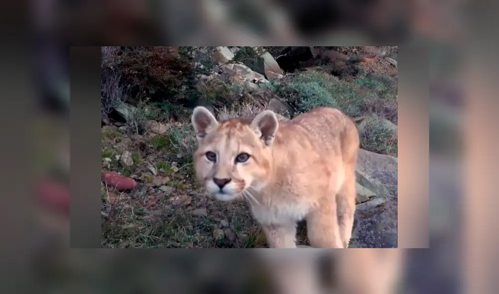 Desliza hacia la izquierda para ver las imágenes del puma bebé que fue captado por una cámara escondida en el recinto de felinos. El video es viral en YouTube.