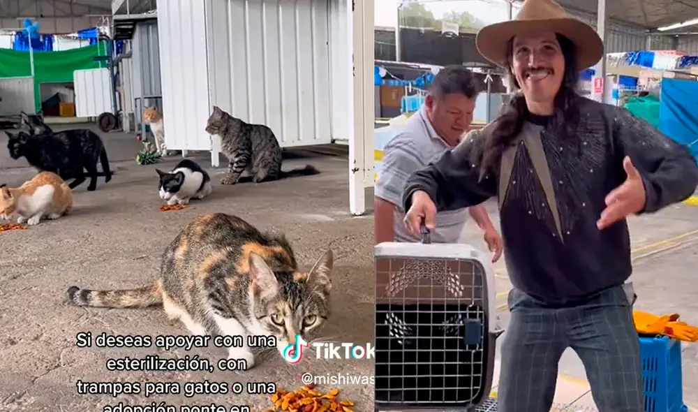 Se logró la captura de 11 animalitos. Foto: captura Mishi Wasi/ Tik Tok Se logró la captura de 11 animalitos. Foto: captura Mishi Wasi/ Tik Tok