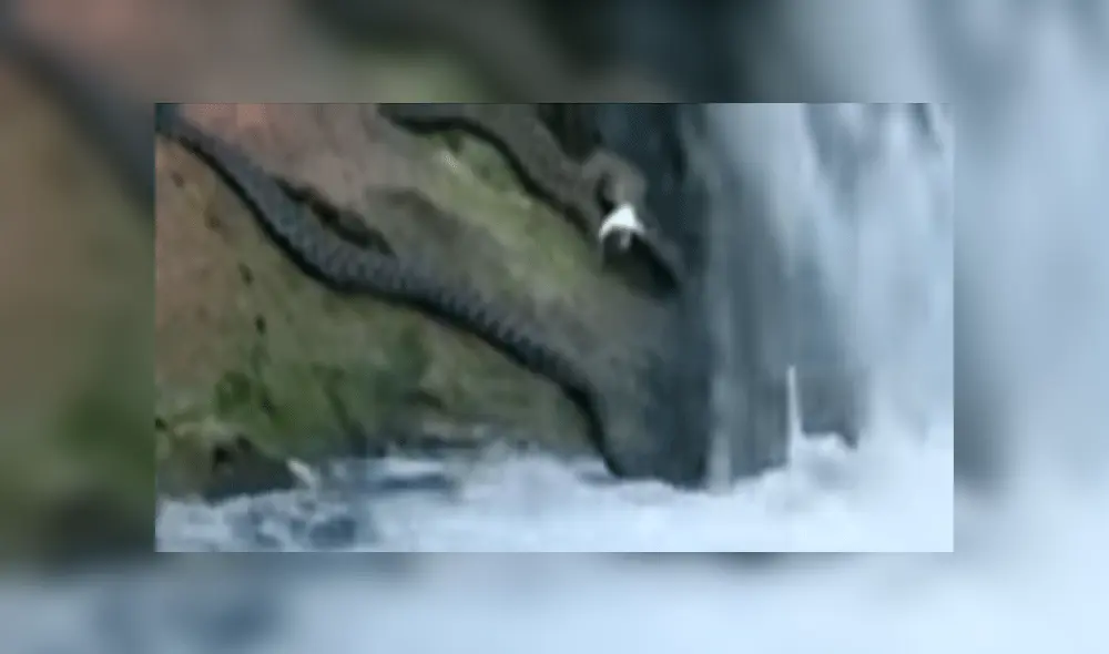 YouTube viral: captan a enormes serpientes devorando a peces en río y miles quedan en shock [VIDEO]
