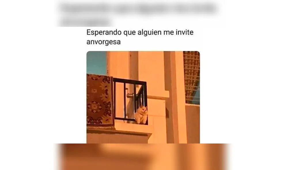 Los memes por el Día Internacional del Gato. Los memes por el Día Internacional del Gato.