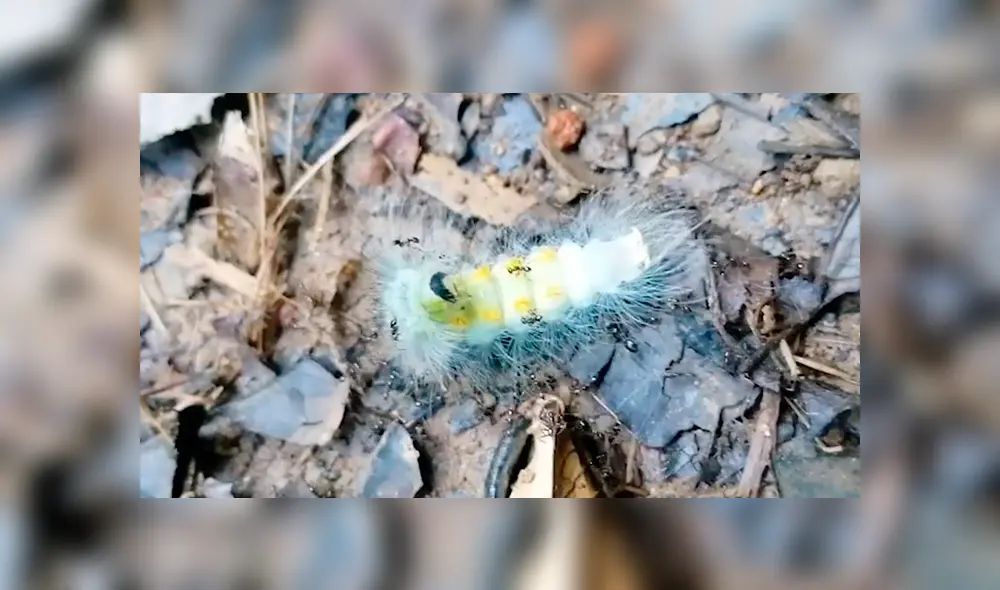 Desliza para ver los detalles del video viral de Facebook. Foto: Captura. Desliza para ver los detalles del video viral de Facebook. Foto: Captura.