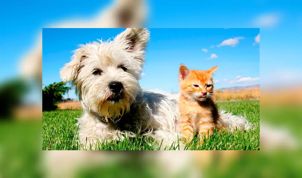 Hallan cientos de cadáveres de mascotas que eran albergados en refugio animal Hallan cientos de cadáveres de mascotas que eran albergados en refugio animal