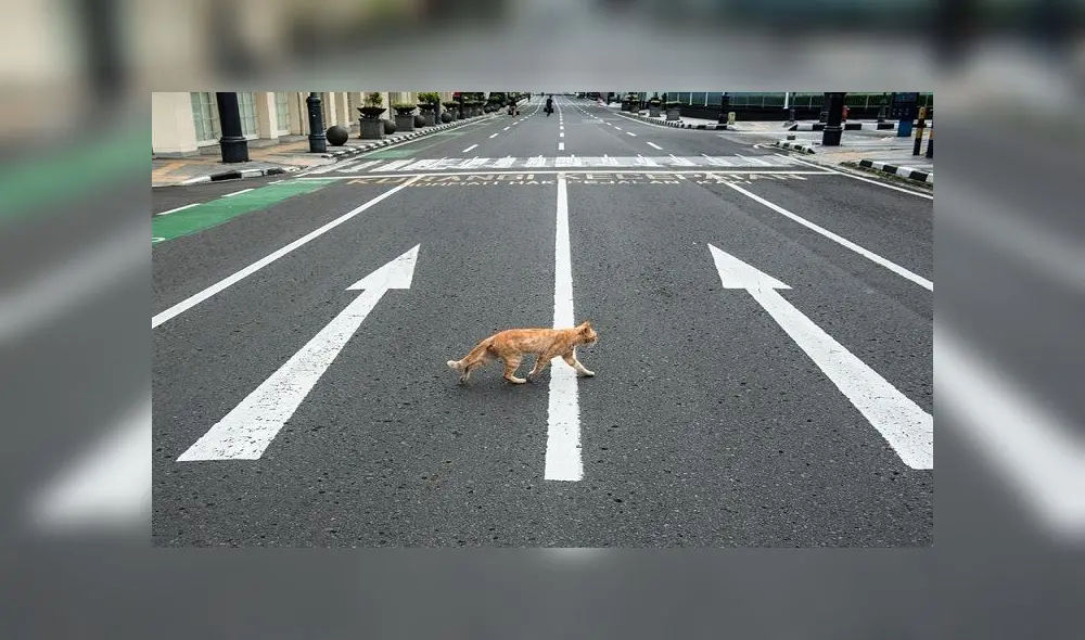 Un gato cruza una calle vacía en Bandung, Indonesia, el 1 de abril de 2020, en medio de la actual pandemia de coronavirus. Foto: EFE