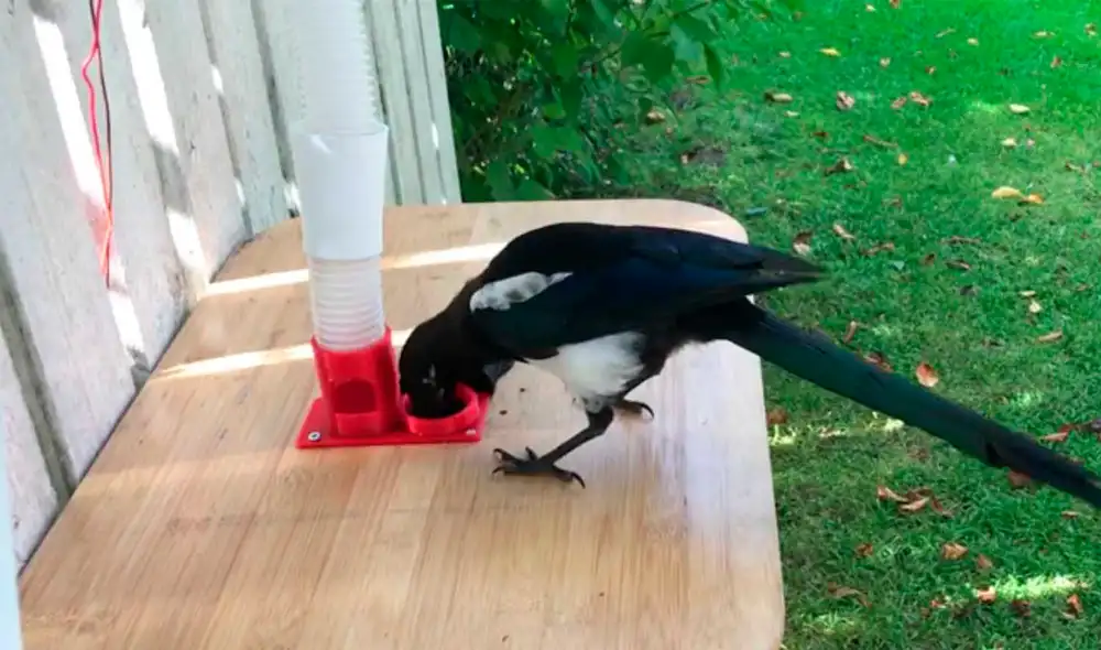 El video ya cuenta con más de 60.000 reproducciones. Foto: Hans Forsberg / YouTube El video ya cuenta con más de 60.000 reproducciones. Foto: Hans Forsberg / YouTube