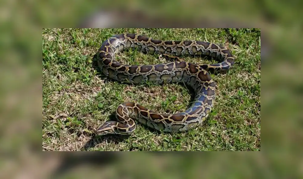 Desliza para ver los detalles del video viral publicado en YouTube. Foto: Captura. Desliza para ver los detalles del video viral publicado en YouTube. Foto: Captura.