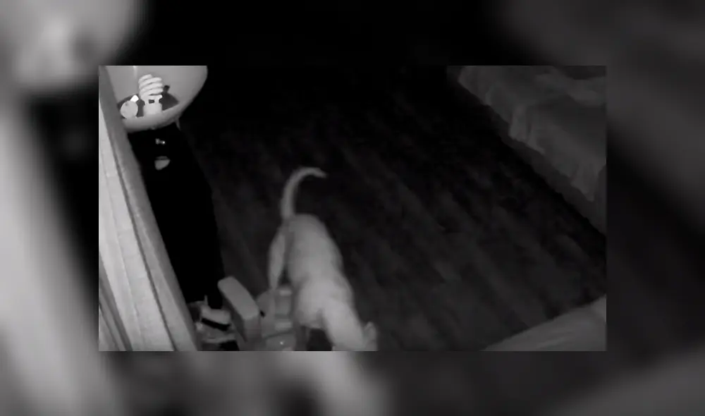 Video es viral en Facebook. Padre de familia notó algo extraño en el inodoro de entrenamiento de su hijo y quedó asombrado al ver las cámaras de seguridad de la casa