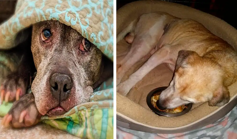 Desliza las imágenes para conocer a Lars, el perrito que abandonado debido a su avanzada edad. Foto: Facebook