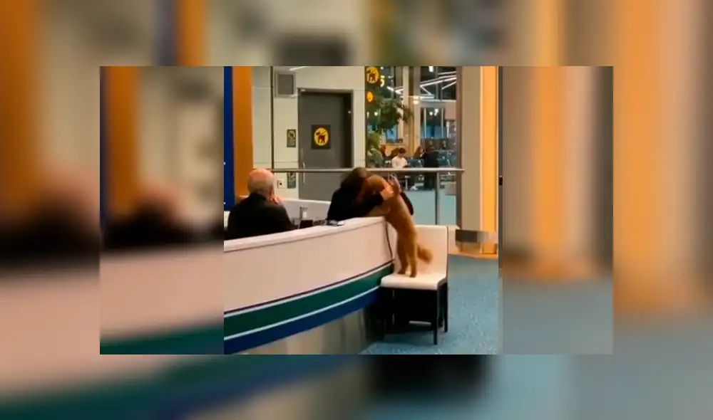 En Facebook, un perro cautivó con su comportamiento al pedir unas amorosas caricias a una trabajadora. En Facebook, un perro cautivó con su comportamiento al pedir unas amorosas caricias a una trabajadora.