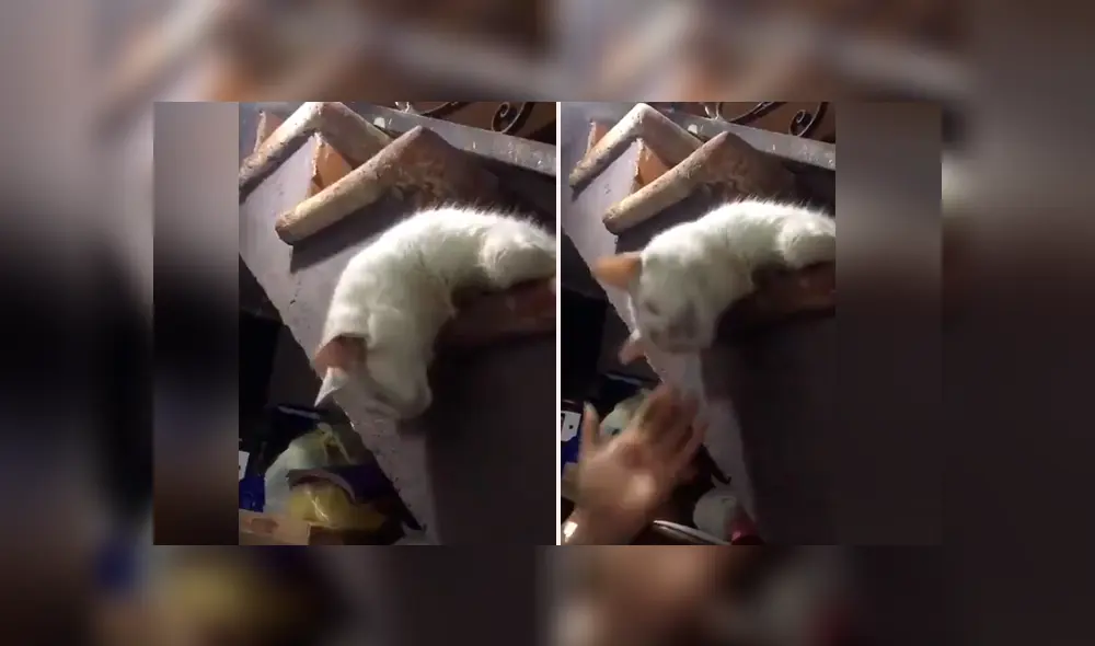 Gato finge estar muerto y su dueña hace algo insólito para “revivirlo” [VIDEO] 