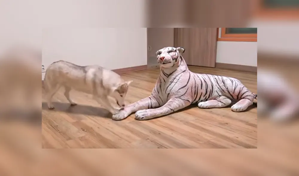 Desliza hacia la izquierda para ver las imágenes del divertido video viral de Facebook.