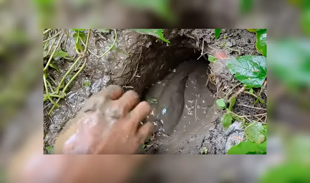 En Facebook, un pescador compartió el misterioso hallazgo que hizo dentro de un hoyo de barro. En Facebook, un pescador compartió el misterioso hallazgo que hizo dentro de un hoyo de barro.