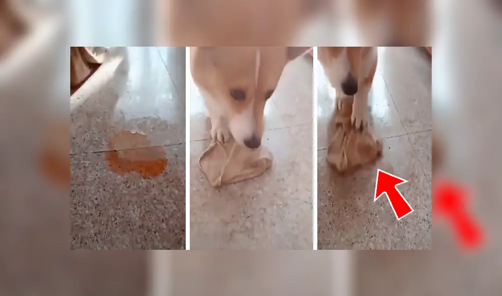 Facebook viral: perro limpia su orine con trapito, luego de que su dueño le regañara duramente [VIDEO]