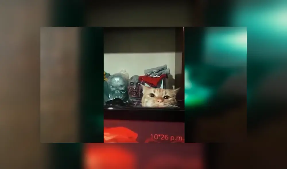 Desliza las imágenes hacia la izquierda para apreciar la actuación de los traviesos gatos con la canción de Pimpinela.