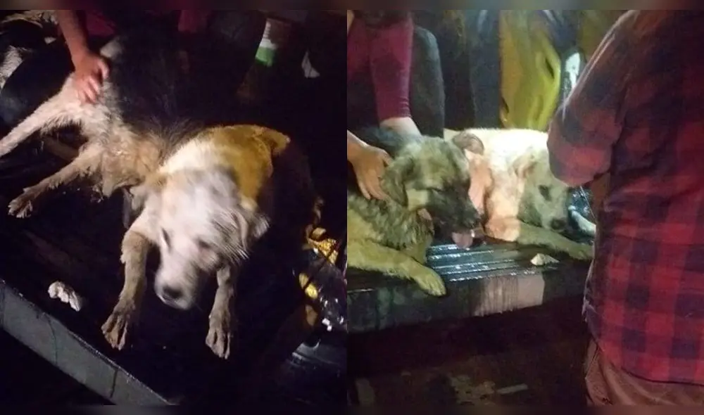 Algunos perritos fueron rescatados y están recuperándose. Algunos perritos fueron rescatados y están recuperándose.