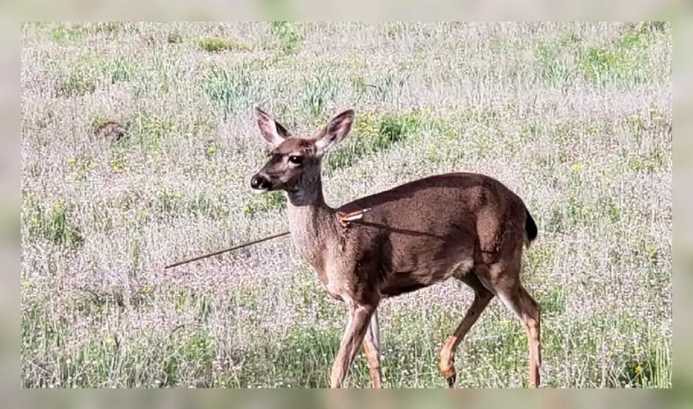 En Oregon venados atravesados con flechas alarmaron a las autoridades [FOTOS]