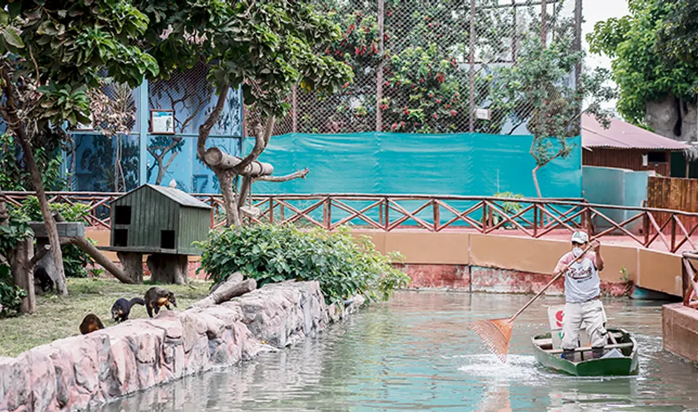 Cuidador.  Luis Pastor, encargado de la isla de los monos, visita a sus engreídos. Como él, otros 24 cuidadores acuden al parque todos los días para atender a los animales.
