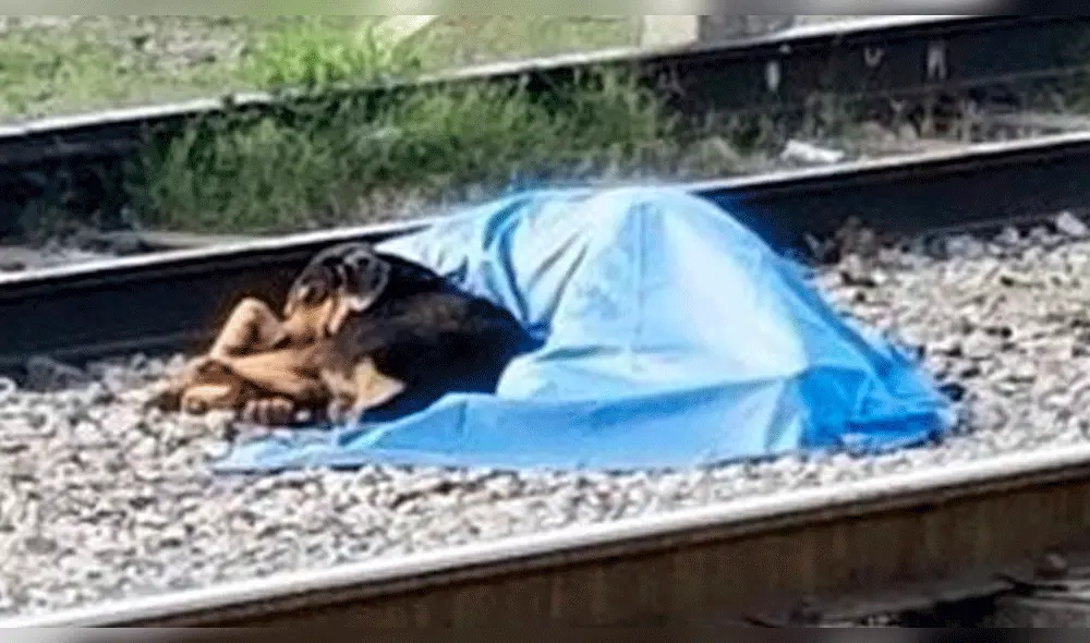 Perro acompañó a su dueño fallecido tras ser atropellado por tren [VIDEO]