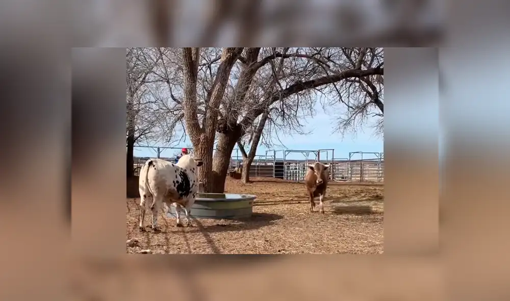 Facebook viral: hombre le da la espalda a furioso toro, sin imaginar la brutal reacción del bovino [VIDEO] 