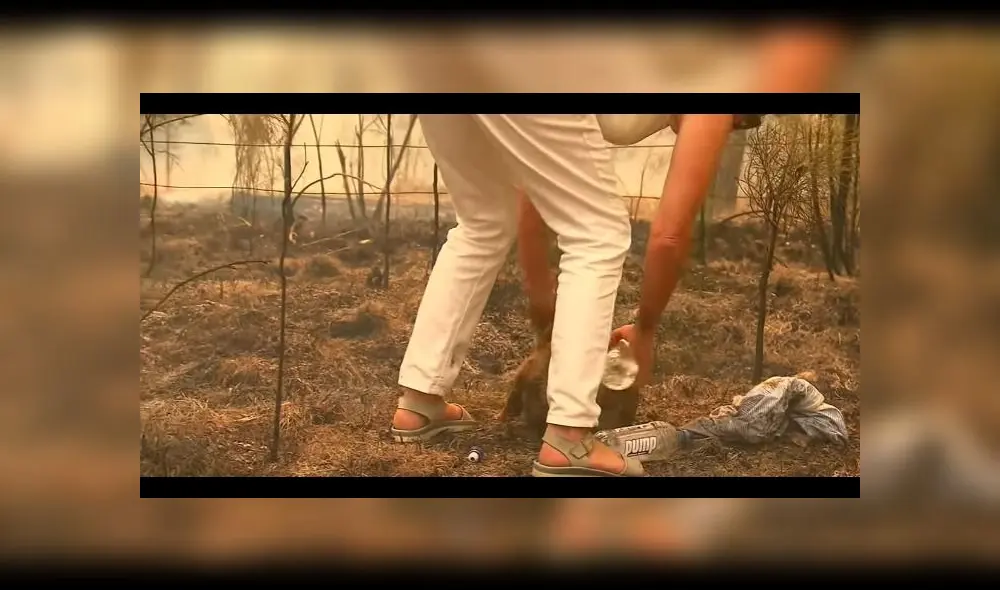 Mujer salva a koala en australia Mujer salva a koala en australia