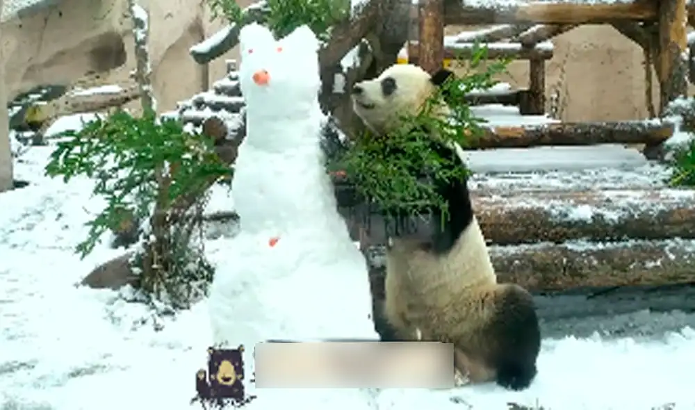 Desliza las imágenes para ver la divertida pelea del oso con el muñeco de nieve. Foto: captura de Facebook Desliza las imágenes para ver la divertida pelea del oso con el muñeco de nieve. Foto: captura de Facebook