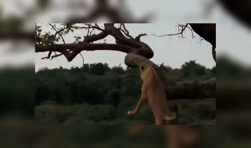 El pequeño león pisó mal y por más que intentó agarrarse al árbol, terminó cayendo. Foto: captura