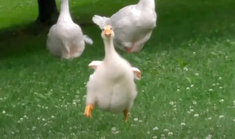 El hombre le ha puesto nombre a los 8 gansos que habitan el parque. Foto: The Dodo / YouTube