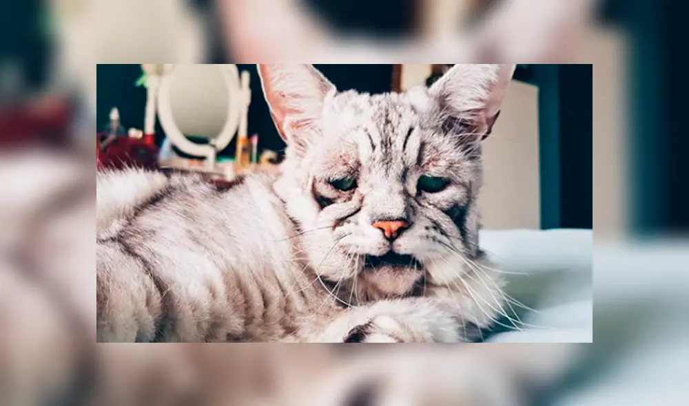 Gato con extraño síndrome fue abandonado por su aspecto y ahora tiene una nueva familia Gato con extraño síndrome fue abandonado por su aspecto y ahora tiene una nueva familia