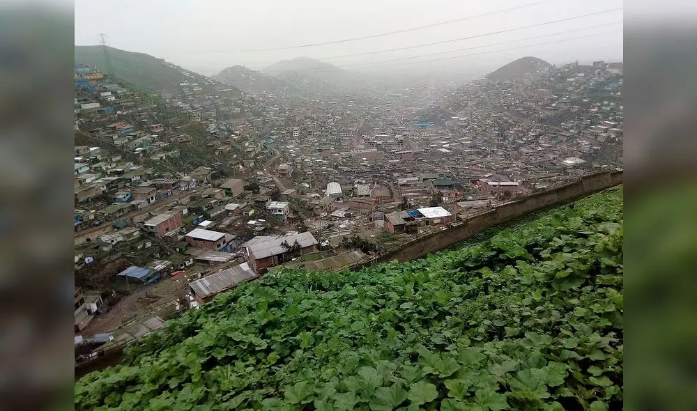 Lomas de Lima. Foto: Christian Ipanaqué.