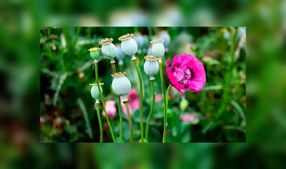 Arrestan a dueño de restaurante por vender comida preparada con opio