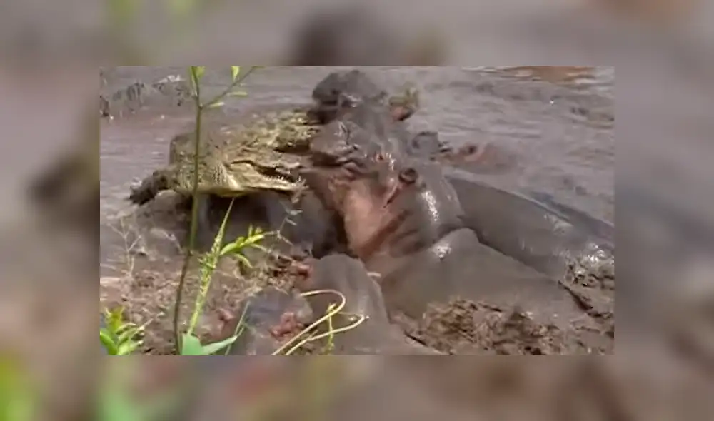 YouTube viral: 30 hipopótamos atacan a cocodrilo que minutos antes los quiso devorar [VIDEO]