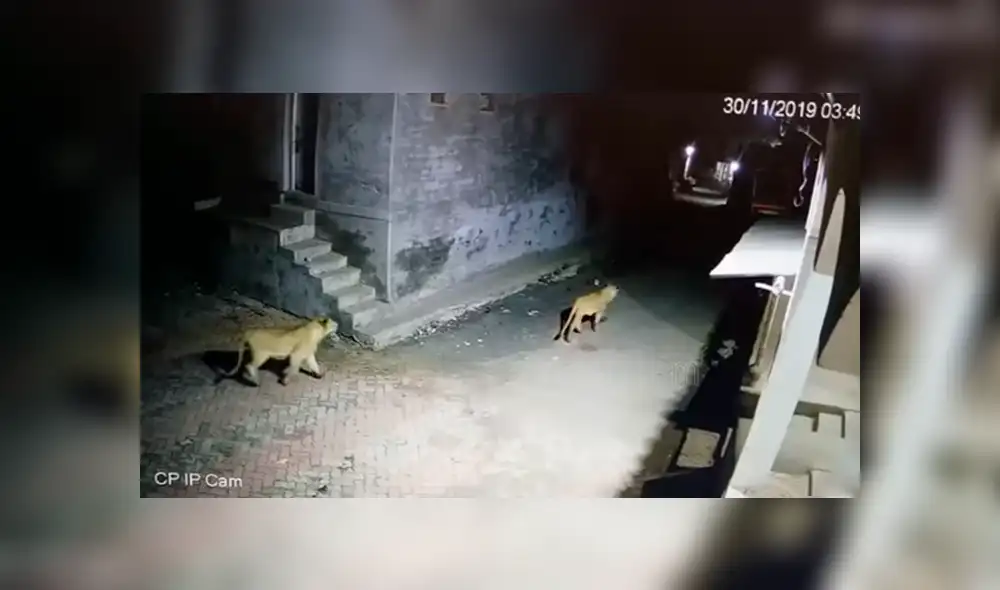 YouTube viral: cámara de seguridad capta el feroz ataque de leonas cazadoras en medio de una ciudad YouTube viral: cámara de seguridad capta el feroz ataque de leonas cazadoras en medio de una ciudad