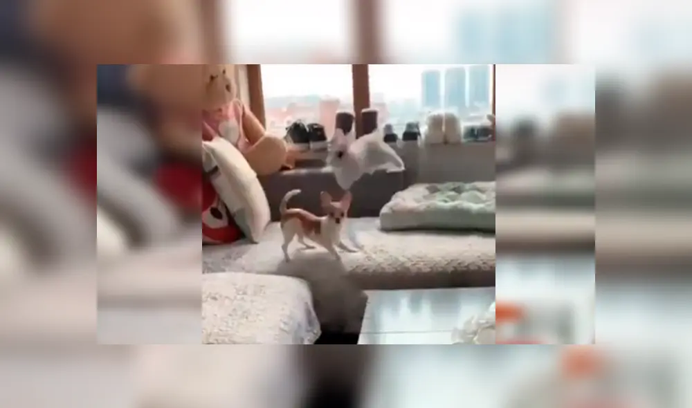 En Facebook, un travieso conejo corrió y saltó con rapidez para evitar ser atrapado por un pequeño perro. En Facebook, un travieso conejo corrió y saltó con rapidez para evitar ser atrapado por un pequeño perro.