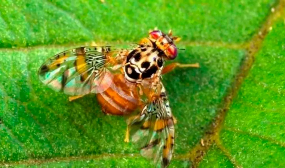 (Foto: agraria.pe). (Foto: agraria.pe).