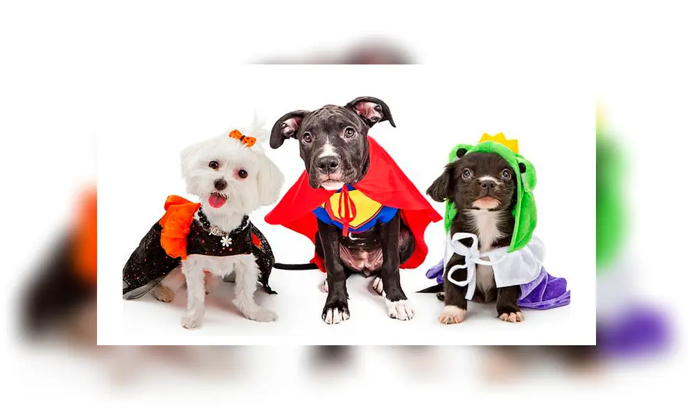 Halloween: 15 disfraces que puede usar tu mascota en ‘Noche de brujas’ [FOTOS]
