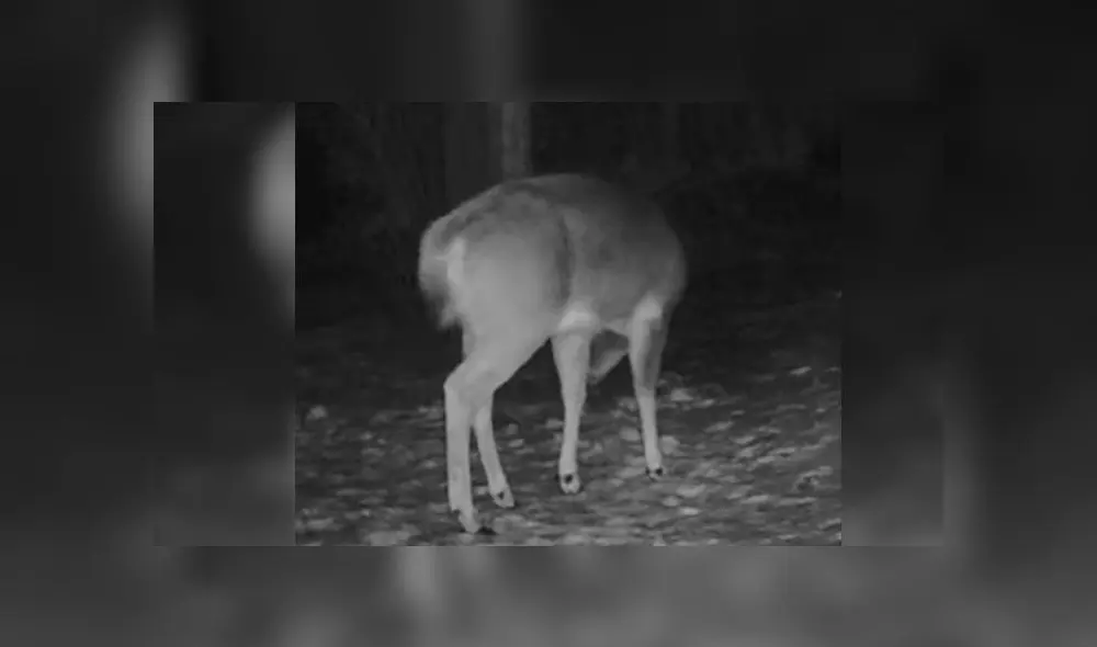 Desliza para enterarte de lo que pasó con este venado al que se le cayó su cornamenta. Foto: Captura