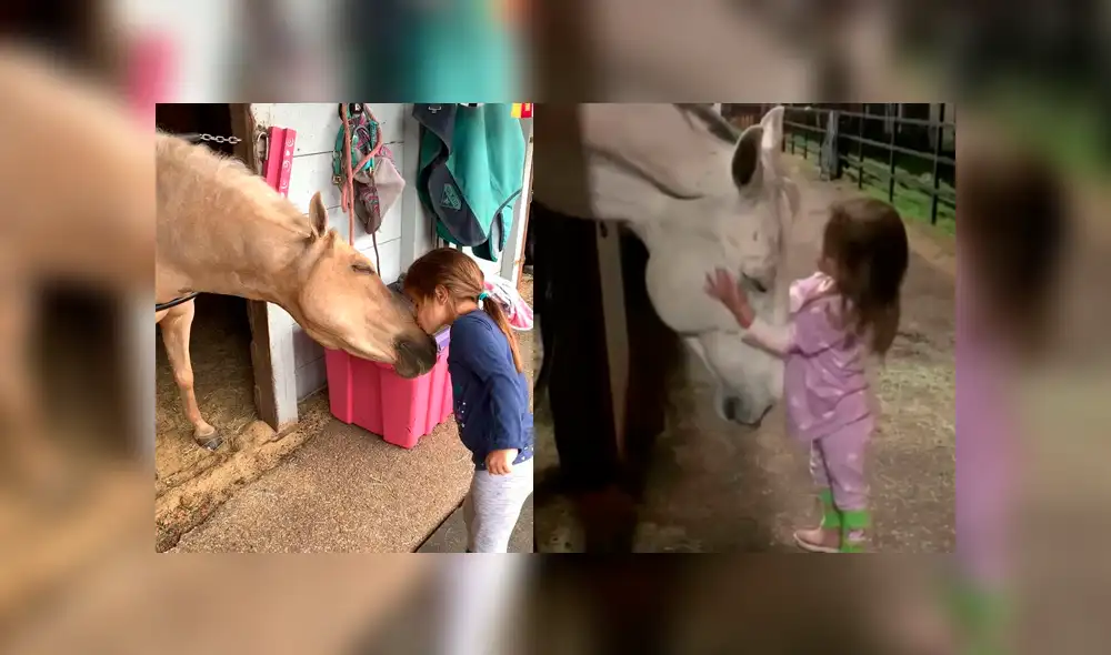 Facebook viral: niña consuela a caballo que se puso a llorar tras enterarse que iba a ser vendido