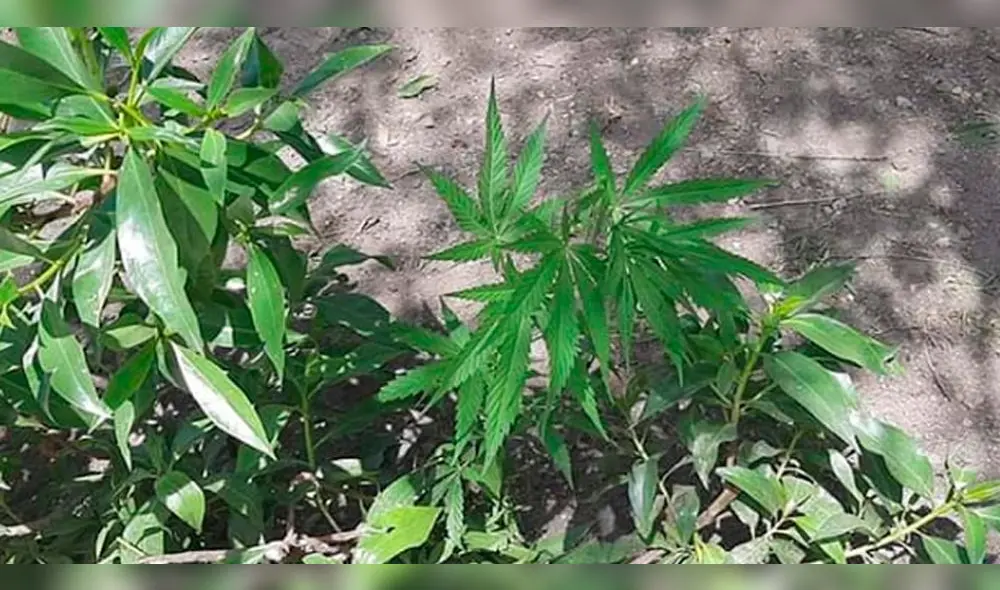 Marihuana fue hallada en un parque de Paucarpata.