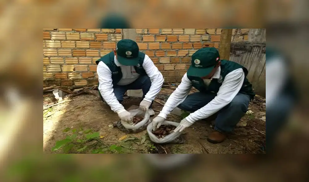 Senasa controla plaga de caracol gigante africano en Loreto