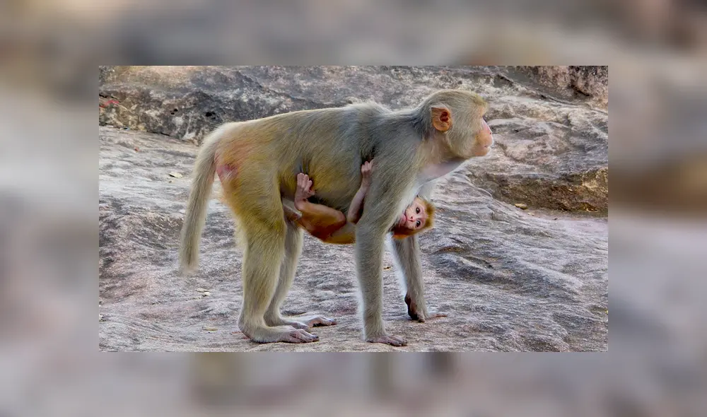 Facebook viral: madre macaco rompe en desgarrador llanto al creer que su bebé murió [FOTOS]