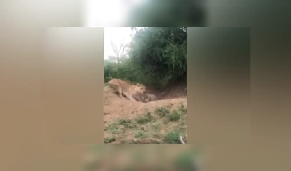 Desliza hacia la izquierda para ver el brutal ataque de una leona a un indefenso jabalí. Video viral de YouTube. Desliza hacia la izquierda para ver el brutal ataque de una leona a un indefenso jabalí. Video viral de YouTube.