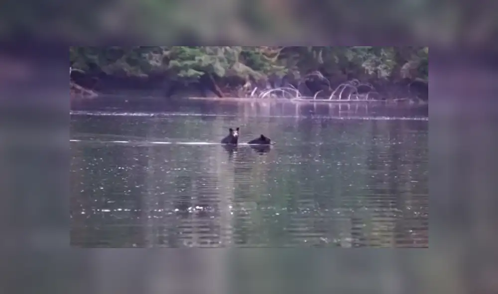 Video es viral en YouTube. La mamá oso debía cruzar un caudaloso río y como no podía dejar a su cría, decidió llevarla en su espalda. Foto: Captura. Video es viral en YouTube. La mamá oso debía cruzar un caudaloso río y como no podía dejar a su cría, decidió llevarla en su espalda. Foto: Captura.