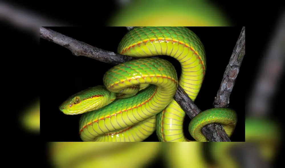 El espécimen fue bautizado como Trimeresurus Salazar, en referencia al mago de la saga de “Harry Potter” Salazar Slytherin. El espécimen fue bautizado como Trimeresurus Salazar, en referencia al mago de la saga de “Harry Potter” Salazar Slytherin.