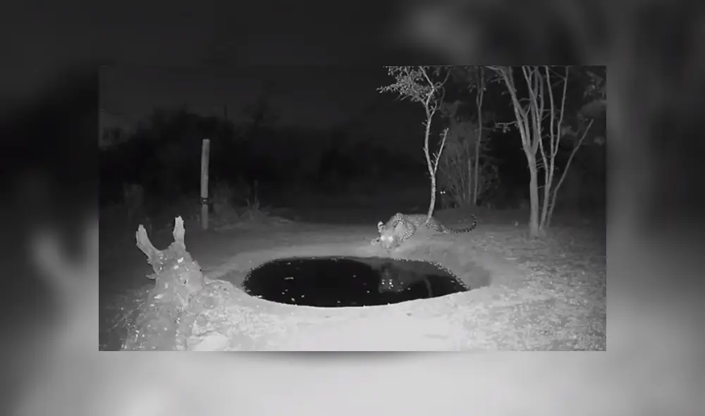 Un leopardo tuno una divertida reacción al ser asustado por otro animal de su misma especie. Foto: YouTube Un leopardo tuno una divertida reacción al ser asustado por otro animal de su misma especie. Foto: YouTube