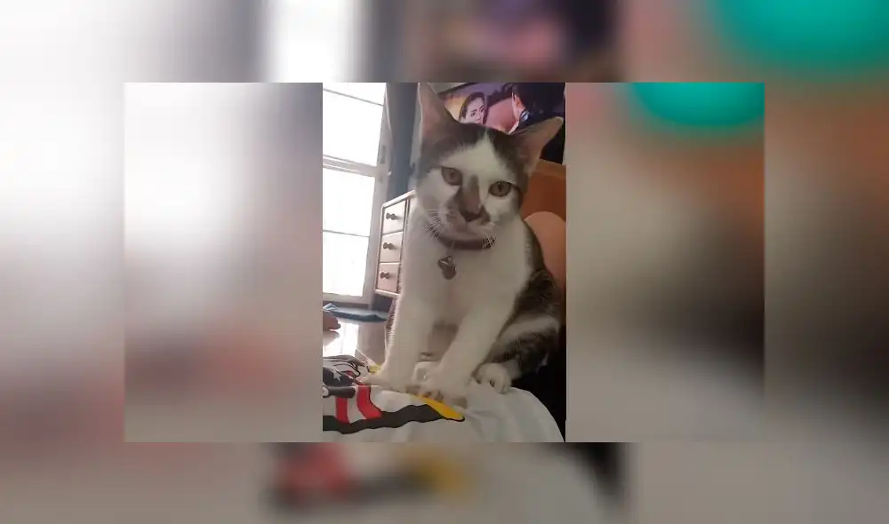 Desliza las imágenes para ver el tierno 'favor' que le hizo un gato a su dueña. Foto: Press Viral Desliza las imágenes para ver el tierno 'favor' que le hizo un gato a su dueña. Foto: Press Viral