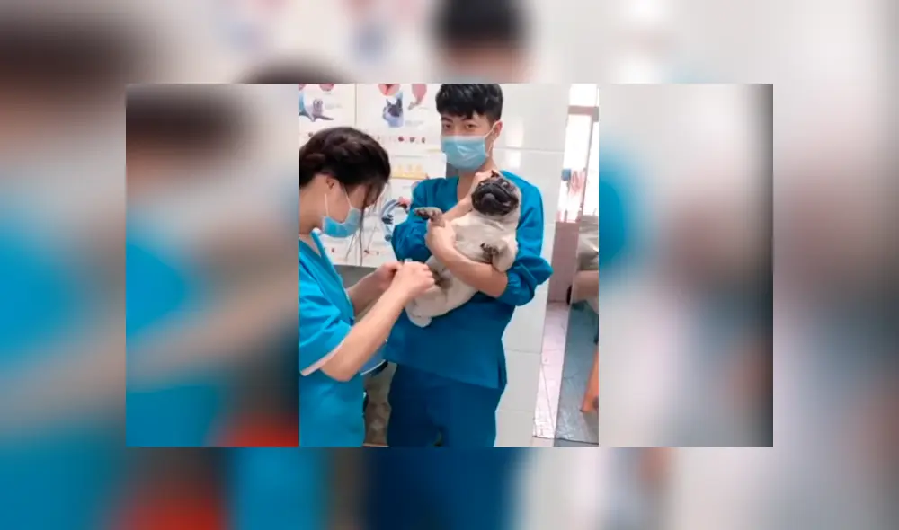 En Facebook, miles se han carcajeado al escuchar los escandalosos gritos de un perro pug cuando le cortaban las uñas. En Facebook, miles se han carcajeado al escuchar los escandalosos gritos de un perro pug cuando le cortaban las uñas.