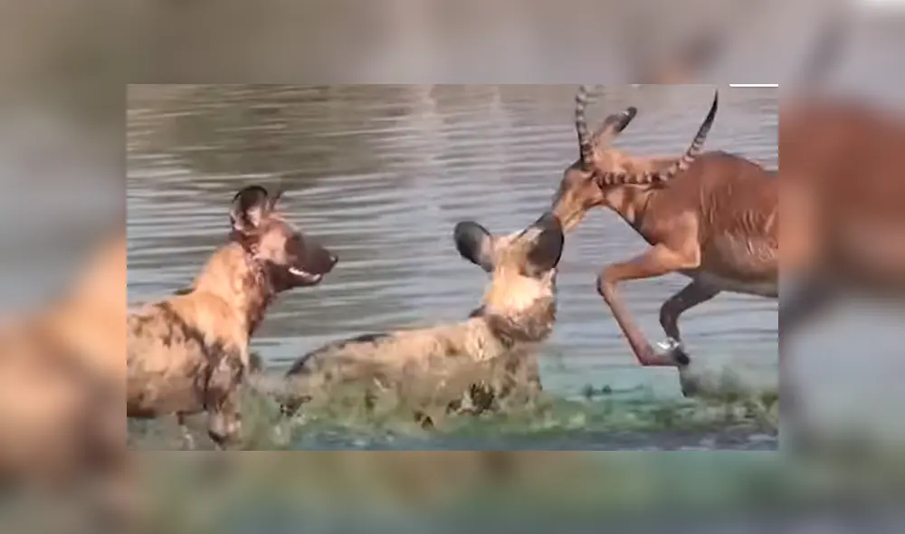 Sin embargo, un atrevido can logra entrar al agua y lo muerde del hocico. Foto: captura